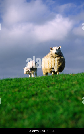 Brebis unique se trouvait sur une colline à côté de son lamb ayant un zéro dans le comté de Dorset, Angleterre, Royaume-Uni Banque D'Images