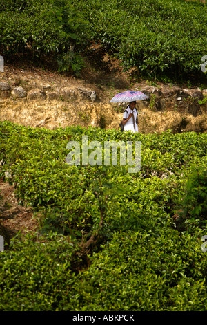 Cueillette du thé près de Watawala Hatton Département Asie Sri Lanka Banque D'Images