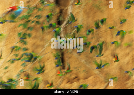 Blue Parrot sa tête laissant Pionus menstruus Collpa de réserve de la biosphère de Manu au Pérou Banque D'Images