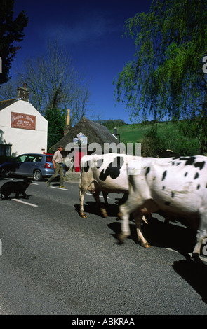 Les vaches étant entassés par Godmanstone village de Dorset County England UK Banque D'Images