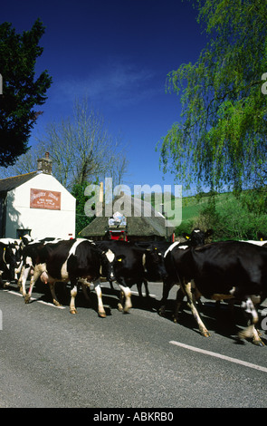 Troupeau de vaches marche à travers Godmanstone village de Dorset County England UK Banque D'Images