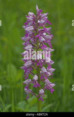 Une orchidée Militaire (Orchis militaris), Hollande, Mai Banque D'Images