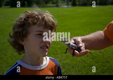 Garçon ObservingYoung Alligator mississippiensis Alligator Louisiane Banque D'Images