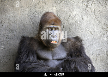 Photo Portrait de gorille adulte assis montrant ses dents Banque D'Images