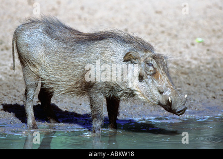 Phacochère (Phacochoerus aethiopicus) boire au waterhole, Mkuze, Afrique du Sud, Juin Banque D'Images