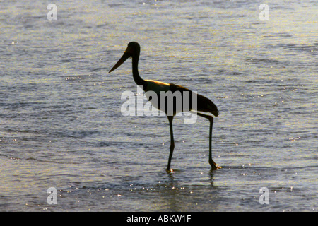Bec de selle Stork (Ephippiorhynchus senegalensis), Kruger National Park, Afrique du Sud, Juin Banque D'Images