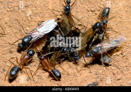 Les fourmis adultes ailés laissant nest Banque D'Images