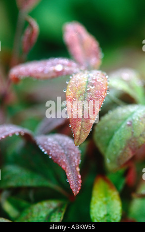 Gouttes de rosée sur les feuilles Banque D'Images