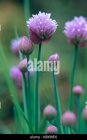 La floraison de la ciboulette Banque D'Images
