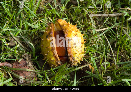 Cas de fruits de l'arbre ou Marronnier Aesculus hippocastanum, Conker, Cumbria, England, UK Banque D'Images