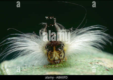 Gumleaf skeletonising australiens caterpillar close-up Banque D'Images