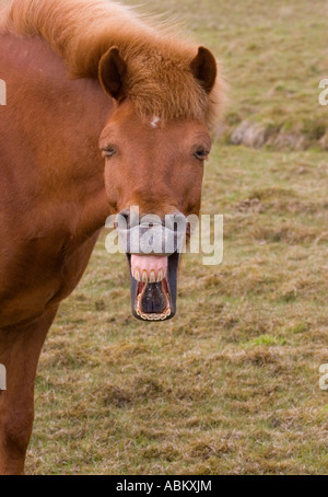 Bouche de cheval islandaise grande ouverte Banque D'Images