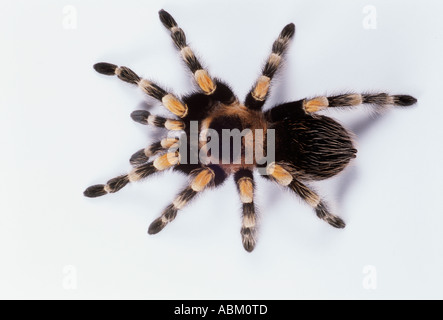 Genou-Rouge mexicaine TARENTULE Brachypelma smithi Banque D'Images