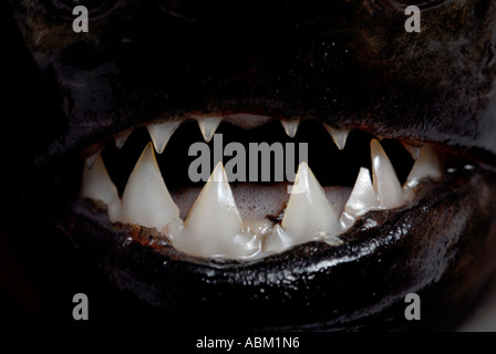 Serrasalmus nattereri Piranha à ventre rouge DENTS Banque D'Images