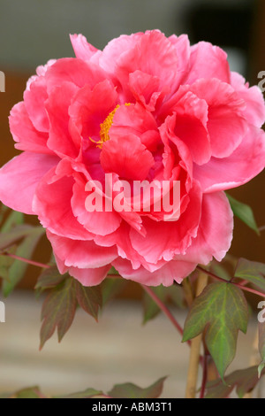 Couleur pivoine arbustive glorieusement spectaculaire (pivoine) blossom Banque D'Images