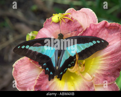 Un triangle bleu papillon sur une fleur de l'hémérocalle rose sera finalement victime d'une araignée chasse Banque D'Images