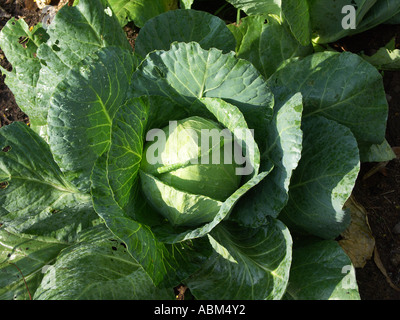 Chou frais avec des gouttes de rosée sur les feuilles d'un vert profond crisp croissant dans un jardin familial ou sur une exploitation agricole Banque D'Images