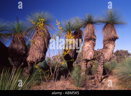 Arbres herbe - Xanthorrhoea - stand d'espèces sentinelles comme dans un paysage rural Banque D'Images