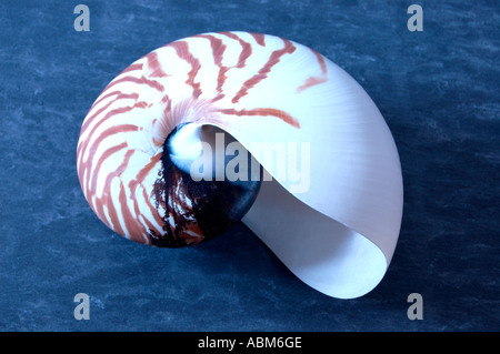 Nautilus shell sur fond d'ardoise bleue Banque D'Images