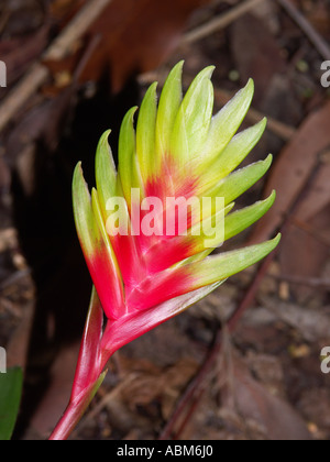 Fleur de Vriesia carinata, un membre de la famille des broméliacées de plantes qui est indigène de l'Amérique du Sud Banque D'Images