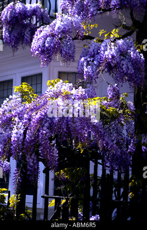 Wisteria-clad 'Des res' dans un coin tranquille de Dorset Street, Marylebone, London W1, England, UK Banque D'Images