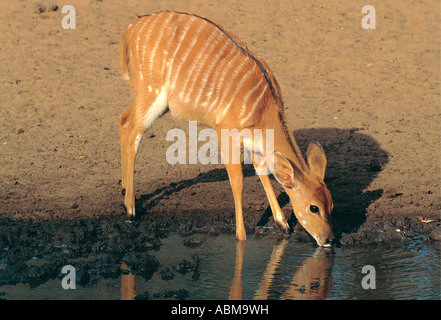 Une femelle Nyala de boire à une réserve naturelle piscine Mkuzi Zululand en Afrique du Sud Banque D'Images