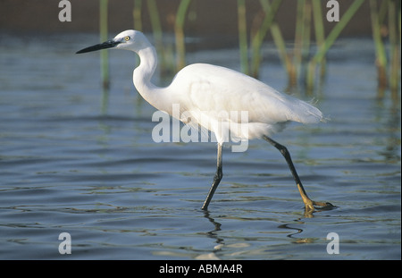 Aigrette garzette Egretta garzetta de patauger dans la rivière Umgeni bouche Durban, Afrique du Sud Banque D'Images