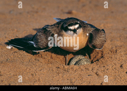 Pluvier siffleur Charadrius pecuarius Kittlitz s la baie de Durban Afrique du Sud Banque D'Images