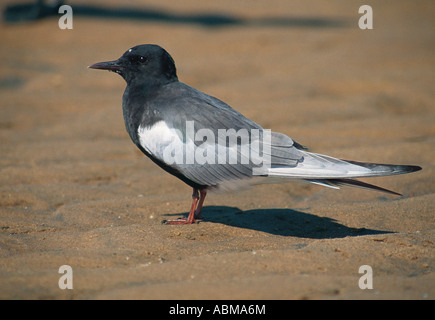 Guifette noire Chlidonias ailé blanc Leucoptera Rivière Umgeni bouche Durban, Afrique du Sud Banque D'Images