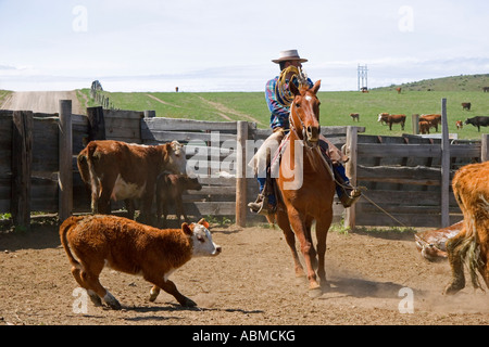 L'arrondissement de cow-boy pour bétail près de marque Emmett Indiana Banque D'Images