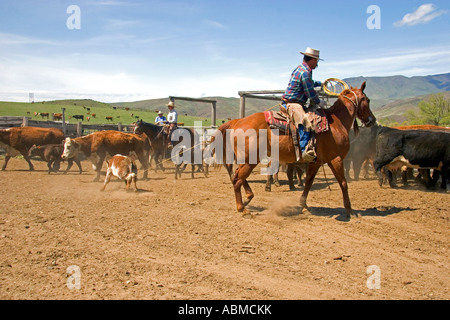 Cowboys arrondissement pour bétail près de marque Emmett Indiana Banque D'Images