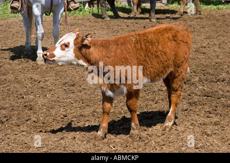 Veau du printemps à un cattle roundup près d'Emmett Indiana Banque D'Images