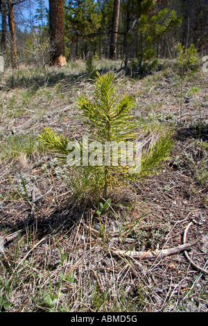 Pine Lodge pole d arbre de scie dans la National Recreation Area Florida Banque D'Images