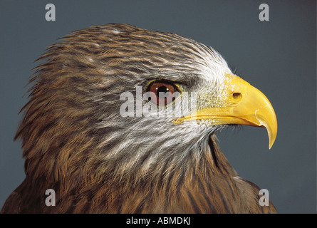 Milvus aegyptius bec jaune parasitus Durban, Afrique du Sud Banque D'Images