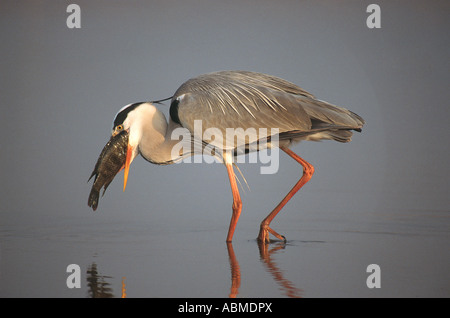 Héron gris avec un gros poisson qu'il a attrapé la bouche du fleuve Umgeni Durban, Afrique du Sud Banque D'Images