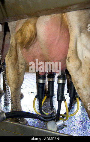 La traite des vaches laitières modernes à un de l'Idaho Banque D'Images