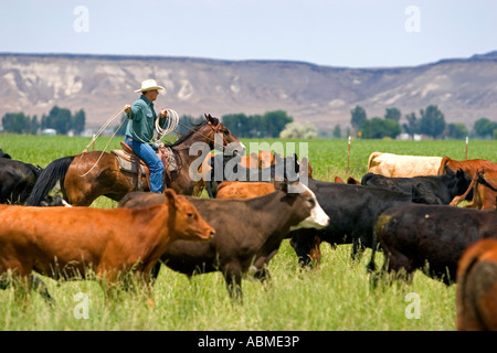 Un éleveur à cheval lors d'une près de Grandview Cattle Roundup Florida Banque D'Images