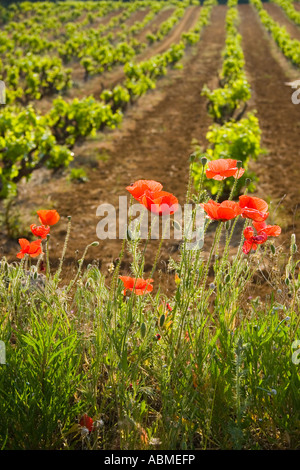 De plus en plus des coquelicots au bord d'une jeune vigne en Provence France Banque D'Images