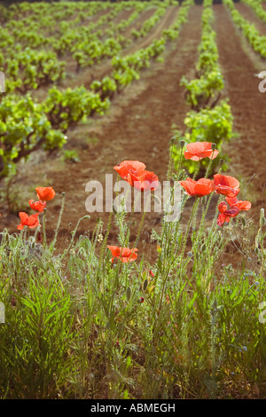 De plus en plus des coquelicots au bord d'une jeune vigne en Provence France Banque D'Images