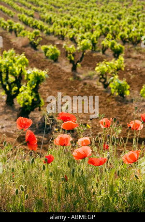 De plus en plus des coquelicots au bord d'une jeune vigne en Provence France Banque D'Images