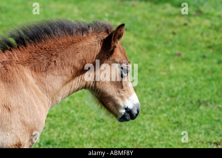 Poulain poney Exmoor Cotswold Farm Park, Gloucestershire, England, UK Banque D'Images