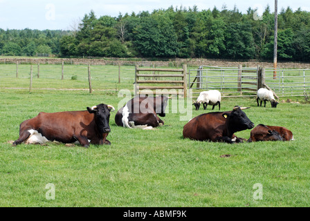 Bovins à Gloucester, Gloucestershire Cotswold Farm Park, Angleterre, RU Banque D'Images