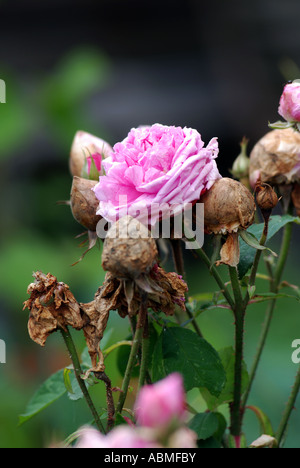 Comte de Chambord rose avec boule de fleurs, Royaume-Uni Banque D'Images