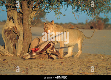 La lionne se nourrissant de dead gemsbok Kalahari Gemsbok National Park Afrique du Sud Banque D'Images