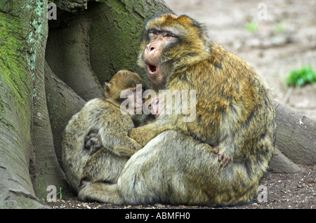 Les Singes Macaques de Barbarie Banque D'Images