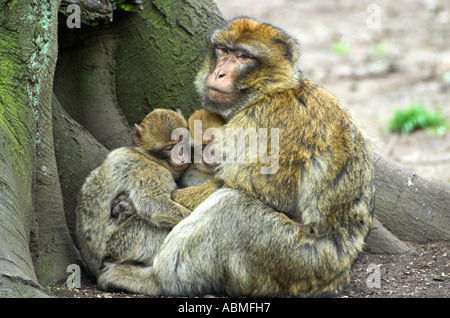 Macaque de Barbarie avec les jeunes Banque D'Images