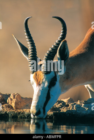 Springbok boire à un pool Kalahari Gemsbok National Park Afrique du Sud Banque D'Images