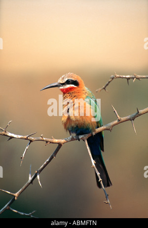 La façade blanche Bee eater Merops bullockoides Parc National Kruger en Afrique du Sud Banque D'Images