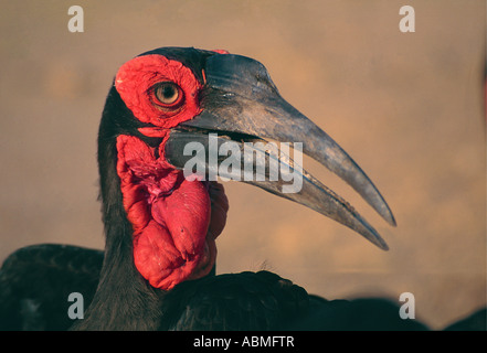 Close up of Bucorvus leadbeateri calao terrestre du Parc National Kruger en Afrique du Sud Banque D'Images