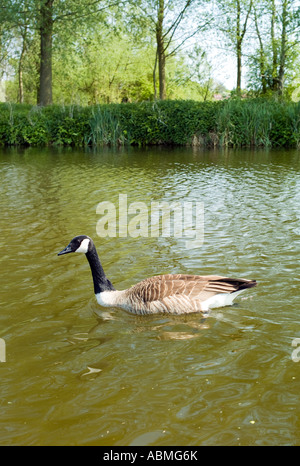 Canada Goose nage sur la rivière Stour près de Suffolk, Angleterre, Flatford Banque D'Images